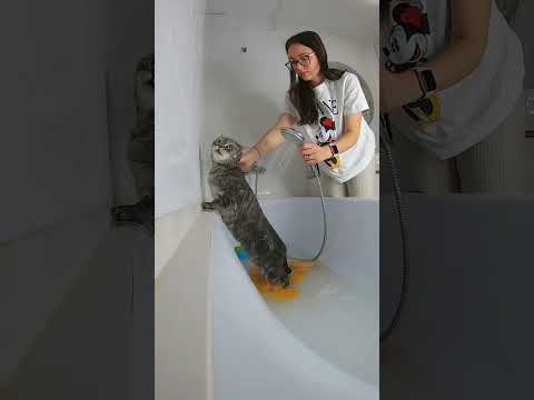 Видео: 3 способа очистки ванны для замачивания с помощью отбеливателя