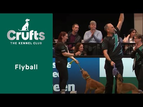 Video: Makan, Minum, Sleep Flyball