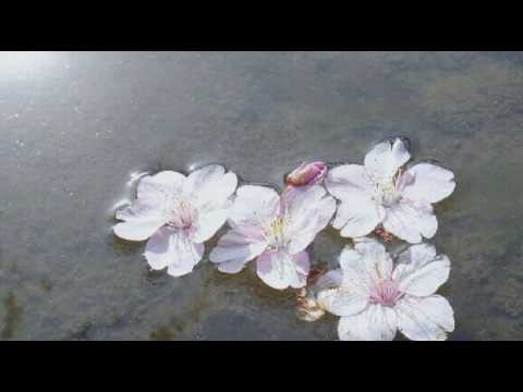 [everysing] 一番綺麗な私を