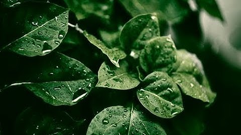 Instructional Guide for the Phytos 31 Leaf Wetness Sensor