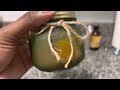 Fenugreek oil tutorial| Hot infusion~ Amazing hair growth recipe