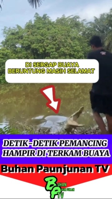 🐊:Beruntung umurmu masih panjang bang,padahal dikit lagi‼️ #buayasungai #buayabesar