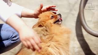 Finnish Spitzes are believed to have originated from the spitz dogs