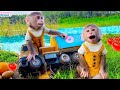 Smart baby monkey Obi drives a truck through a wormhole