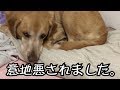 犬用ベッドがまさか自分のものとは思わないF1レトリバージェイク/Jake doesn’t sleep in his bed