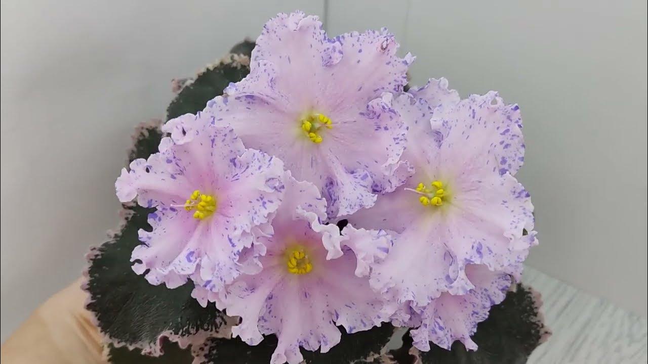 Фиалка НД-Хоровод - YouTube