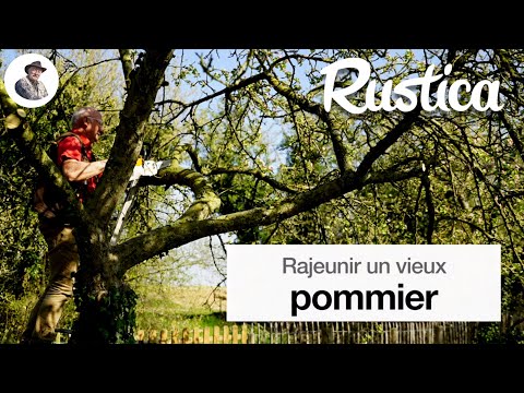 Vidéo: Bois De Pommier : Propriétés Et Applications. Que Peut-on Faire à Partir D'un Tronc De Pommier Scié ?