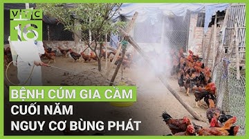 Bệnh cúm gia cầm cuối năm nguy cơ bùng phát | VTC16