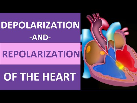 Video: Samentrekken ventrikels zich wanneer ze depolariseren?
