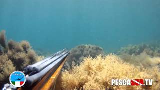 PESCE SI AVVICINA ALL&#39;ARBALETE... APPENA TI INTRAVERSERAI... TIRO | PESCA IN APNEA CON FUCILE SUB