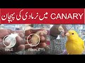 Canary Male & Female کی پہچان in Urdu | HINIDI | MARKET UPDATE