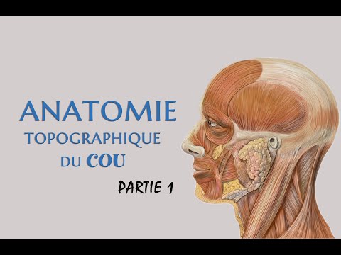 Vidéo: Anatomie Du Cou, Zone Et Diagramme - Cartes Corporelles