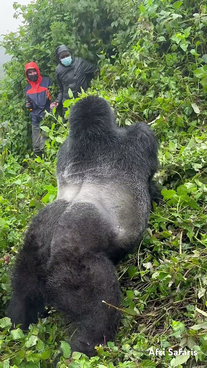 Would 100 men beat One Gorilla? Huge Silverback Gorilla Beats his Chest Right in front of Us 😱