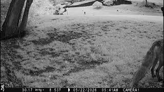 Red Fox on the Lawn