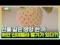 선물 같은 영양 한 끼 하안 신데렐라 딸기가 있다?! MBN 230110 방송