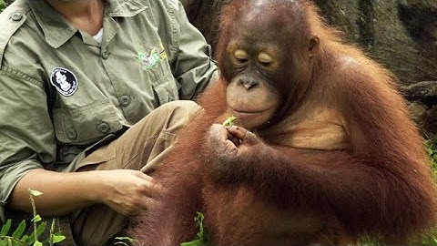 An Orangutan Uses a Stick to Crack Open a Grasshopper