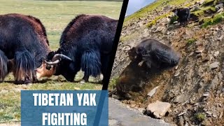 This Big Yak is falling down on the Road By fighting 🔥🔥🔥😱😱😱//Tibetan Yak //Fighting //Amzing