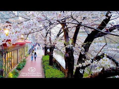 4K60【目黒川の桜】目黒から上流へ 2024 東京 Japan