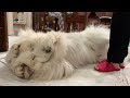 大きな赤ちゃん...アラン　Great Pyrenees　グレートピレニーズ