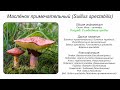 Маслёнок примечательный (Suillus spectabilis)