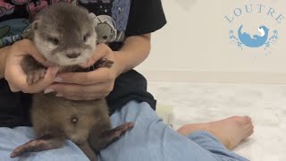 Baby Otter is Crying So Much ?!