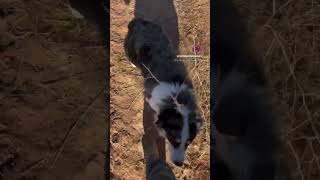 Have you ever been attacked by a tumble weed? #cowdogs #australianshepherd #tumbleweeds