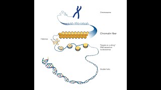 Celebrity lncRNA (long non-coding RNA) Wealth