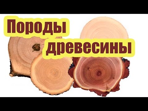 ПОРОДЫ ДРЕВЕСИНЫ ДЛЯ СТРОИТЕЛЬСТВА ДЕРЕВЯННОГО ДОМА