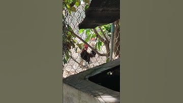 điều tơ🐓 #thứcgàrừng86 #gàrừngtaitrắng #gàrừngrặc