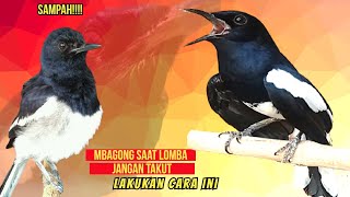 TERAPI! Mengatasi Kacer Mbagong Saat Lomba Terbukti Terapi Paling Ampuh