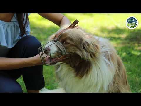 Videó: Hogyan Válasszuk Ki A Szájkosarat A Kutyának