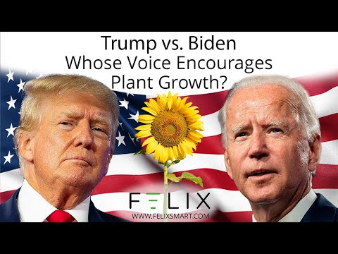 Presidential Power Unleashed: Trump & Biden's Voices Spark Sunflower Growth Clash