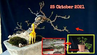 The best bonsai solanum diphyllum | Age Five years old 7 cm