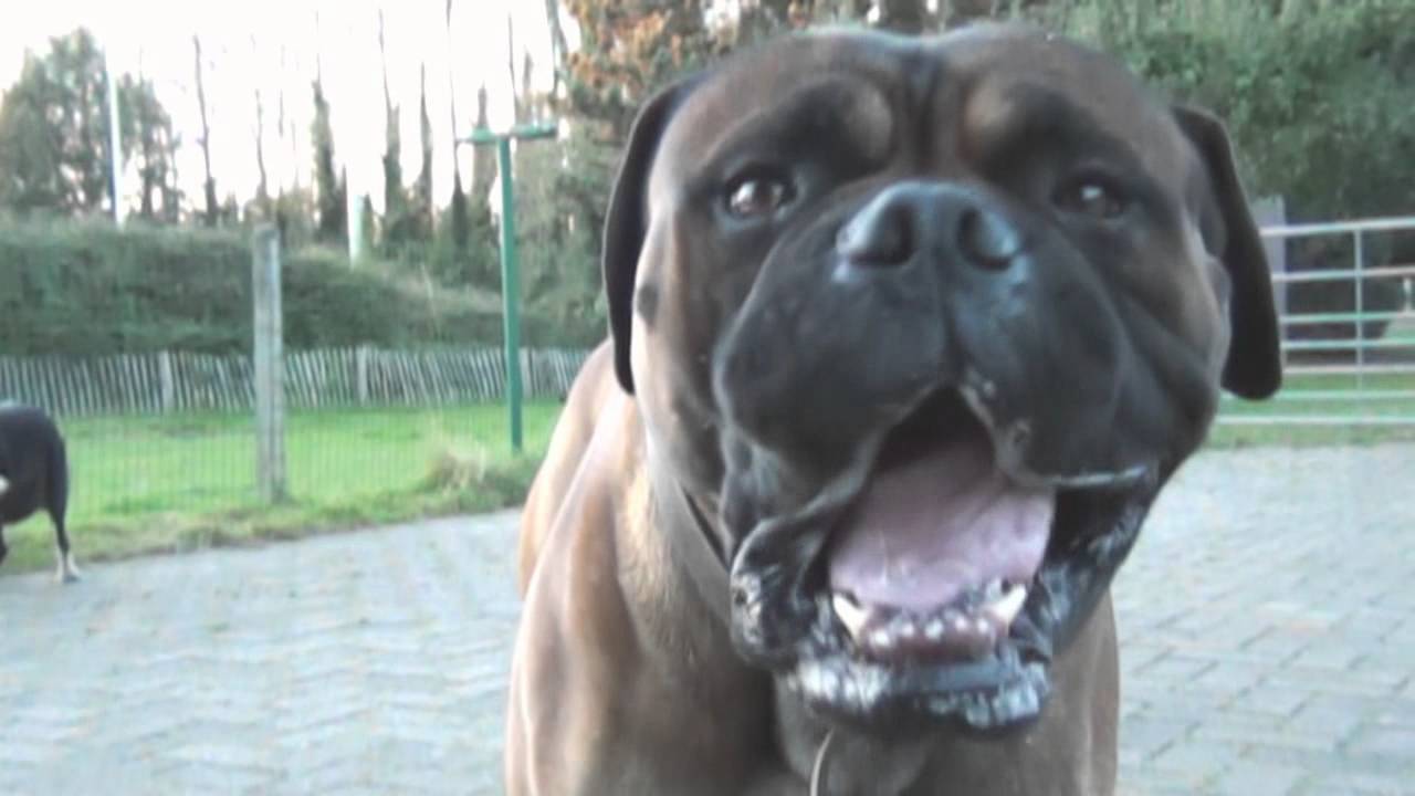 Bullmastiff chewing in slow motion (100fps) YouTube