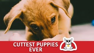 CUTEST PUPPIES EVER | Try Not To Smile Challenge by The CatZ 2,663 views 4 years ago 5 minutes, 13 seconds
