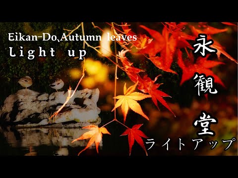 【夜・京都】永観堂 夜枫：Eikan-do ，autumn leaves ，light up | 紅葉ライトアップ | Kyoto Japan Autumn 2020 | #永観堂ライトアップ