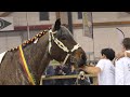 128th national championship for belgian draft horses  adult mares