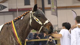 128th National Championship for Belgian Draft Horses - adult mares