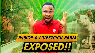 TOUR A FARM SERIES: Inside a livestock farm EXPOSED!