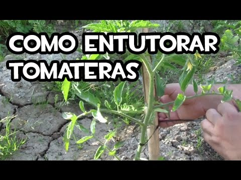 Video: ¿Qué poner en las flores recién cortadas?