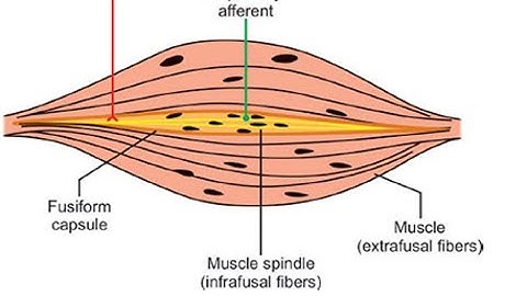 Two Minutes of Anatomy: Muscle Spindle