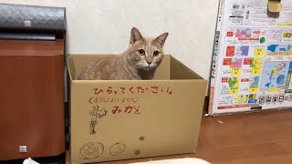 猫　かわいい