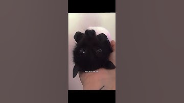 Thumbnail of Stupid ass bats 😁 #music #song #smallyoutuber #scenekid #cute #bat #bats #fruitbat #fruitbats #sigma