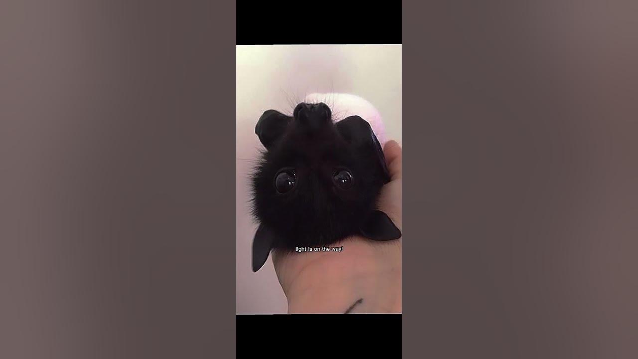 Stupid ass bats 😁 #music #song #smallyoutuber #scenekid #cute #bat #bats #fruitbat #fruitbats #sigma