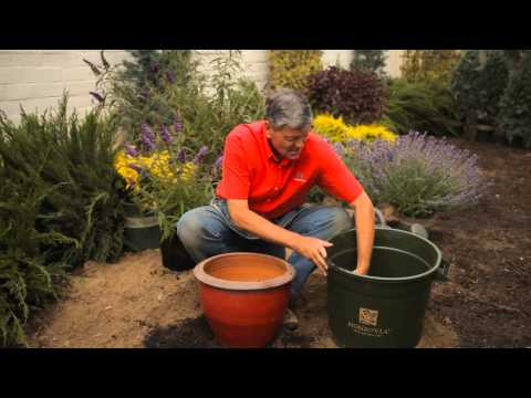 How to Start a Butterfly Bush in a Container : Garden Savvy