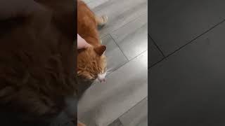 De Kat Met De Naam ❤️Simba❤️ Resimi