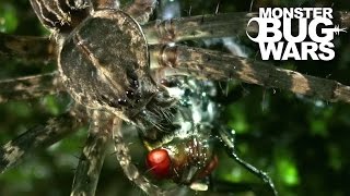 Water Spider Vs Water Strider | MONSTER BUG WARS