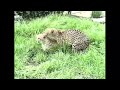 Cheetah Mating Successfully 