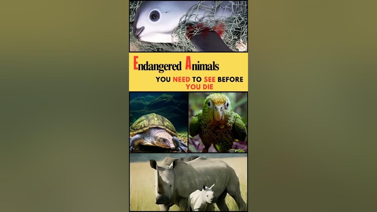 Endangered Animals You Need to See Before You Die animalcuriosities Endangered Animals You Need to See Before You Die animalcuriosities