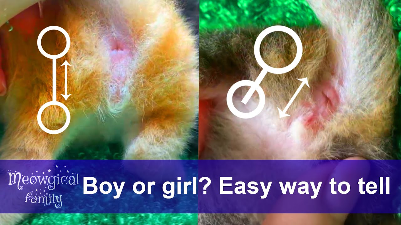 How To Tell If A Kitten Is Female Or Male Easy Way ☀️ Youtube 